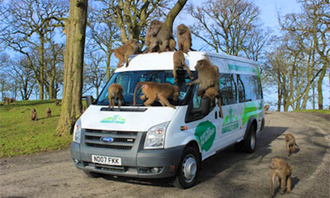 knowsley safari park car dog