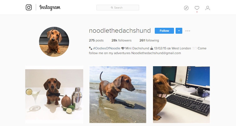 Noodle The Dachshund