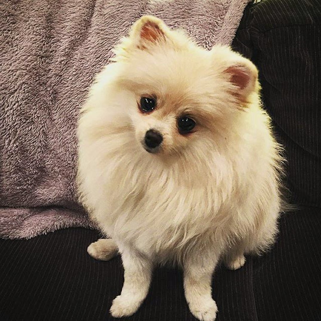 Posh Dogs of Instagram Who to follow The Good  Guide