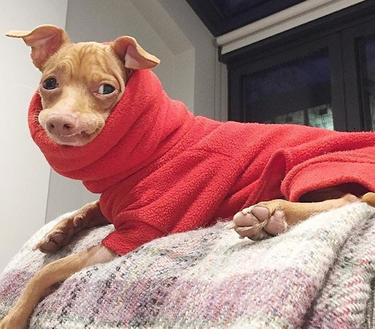 posh-dogs-of-instagram