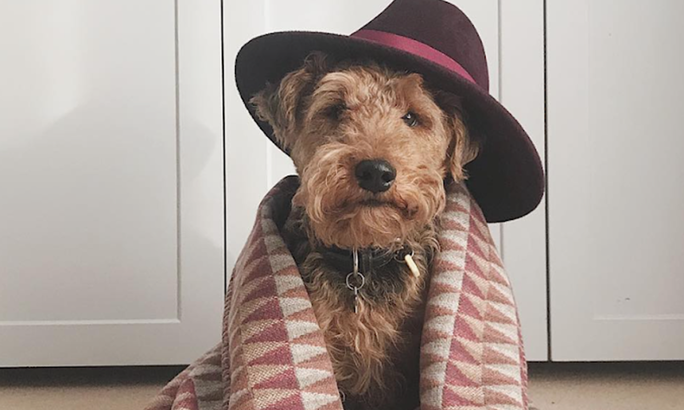 Posh Dogs of Instagram Who to follow The Good Web Guide