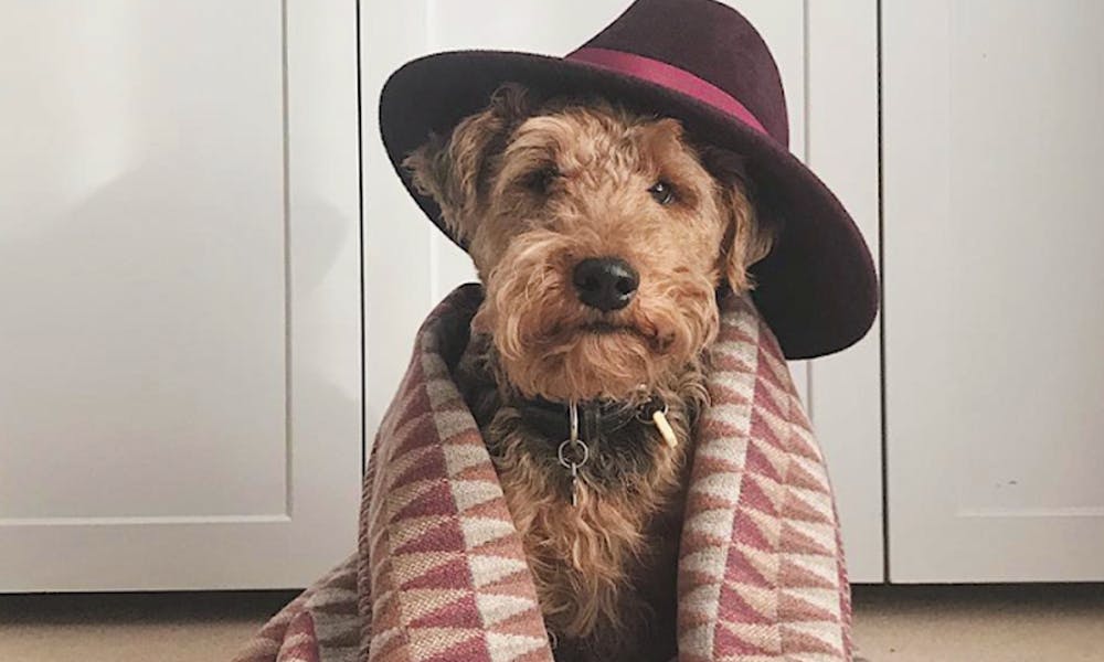 posh-dogs-of-instagram