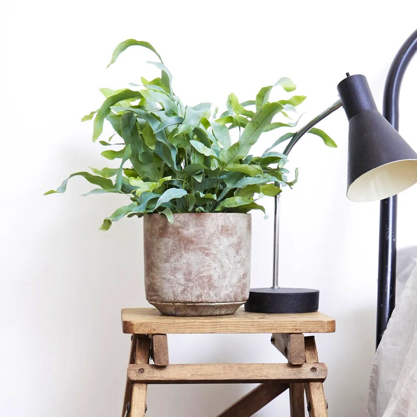 Patch Concrete Plant Pot - From £10 to £12