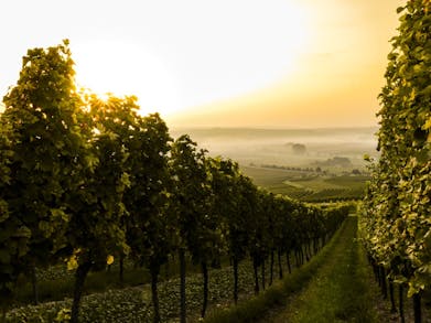 Best British Vineyards