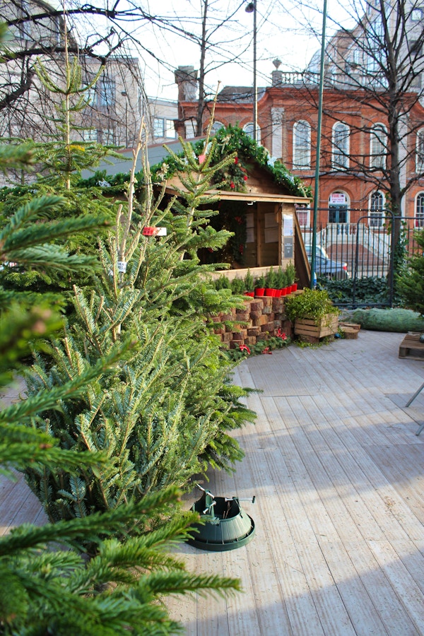 How To Pick and Dress Your Christmas Tree - Pines and Needles