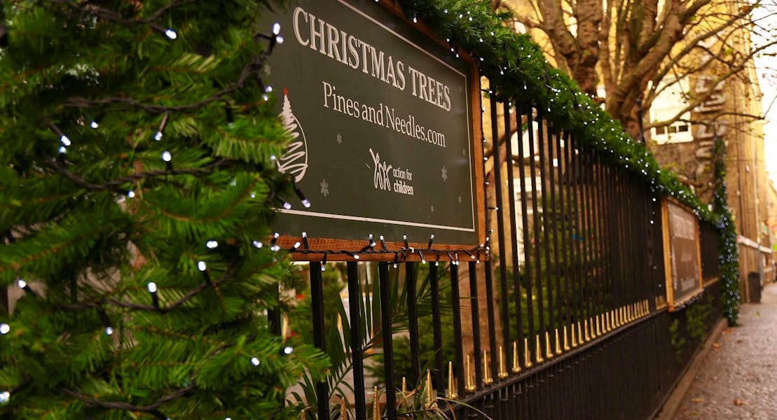 How To Pick and Dress Your Christmas Tree - Pines and Needles