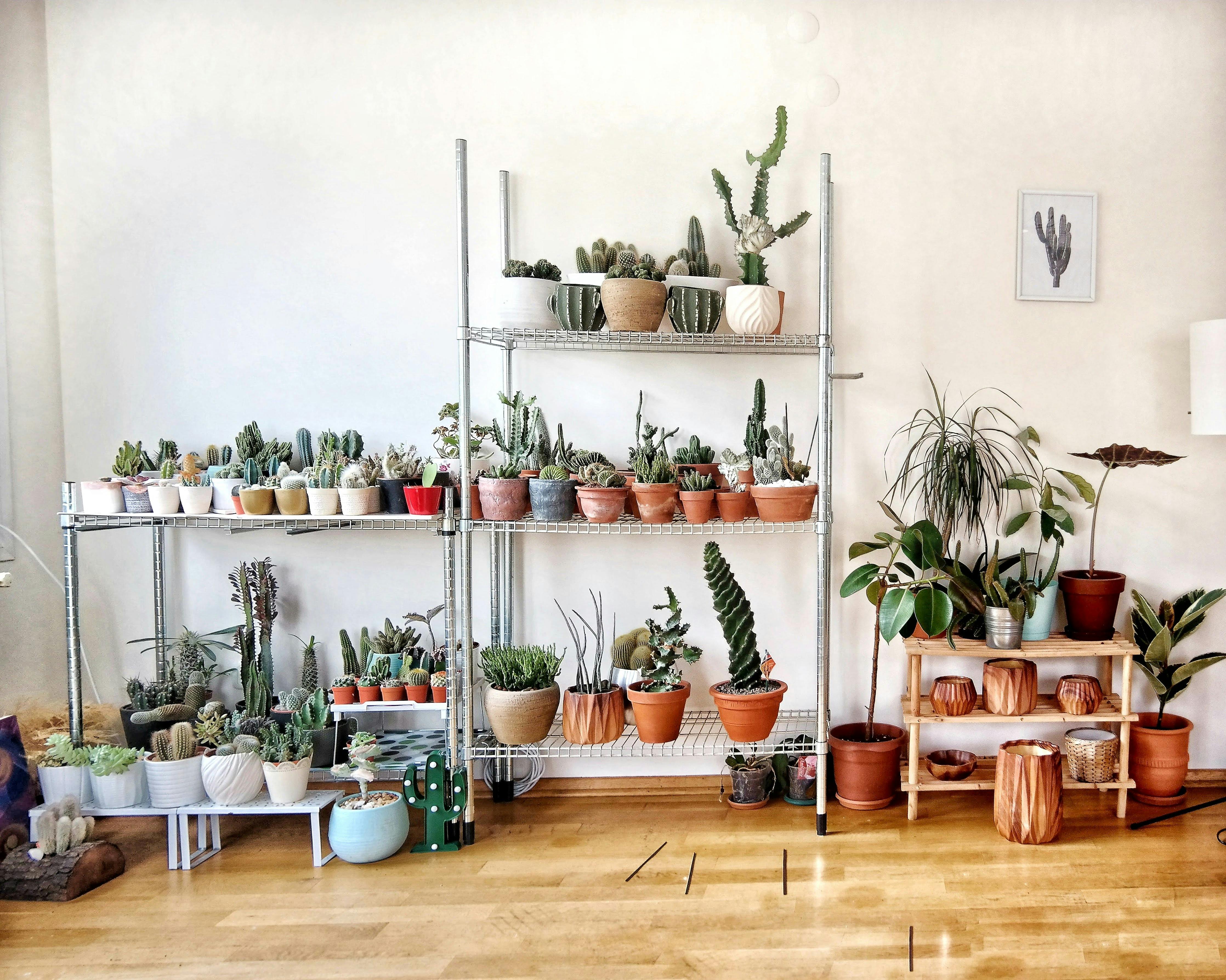 7 Places To Buy House Plants Online The Good Web Guide   38792 