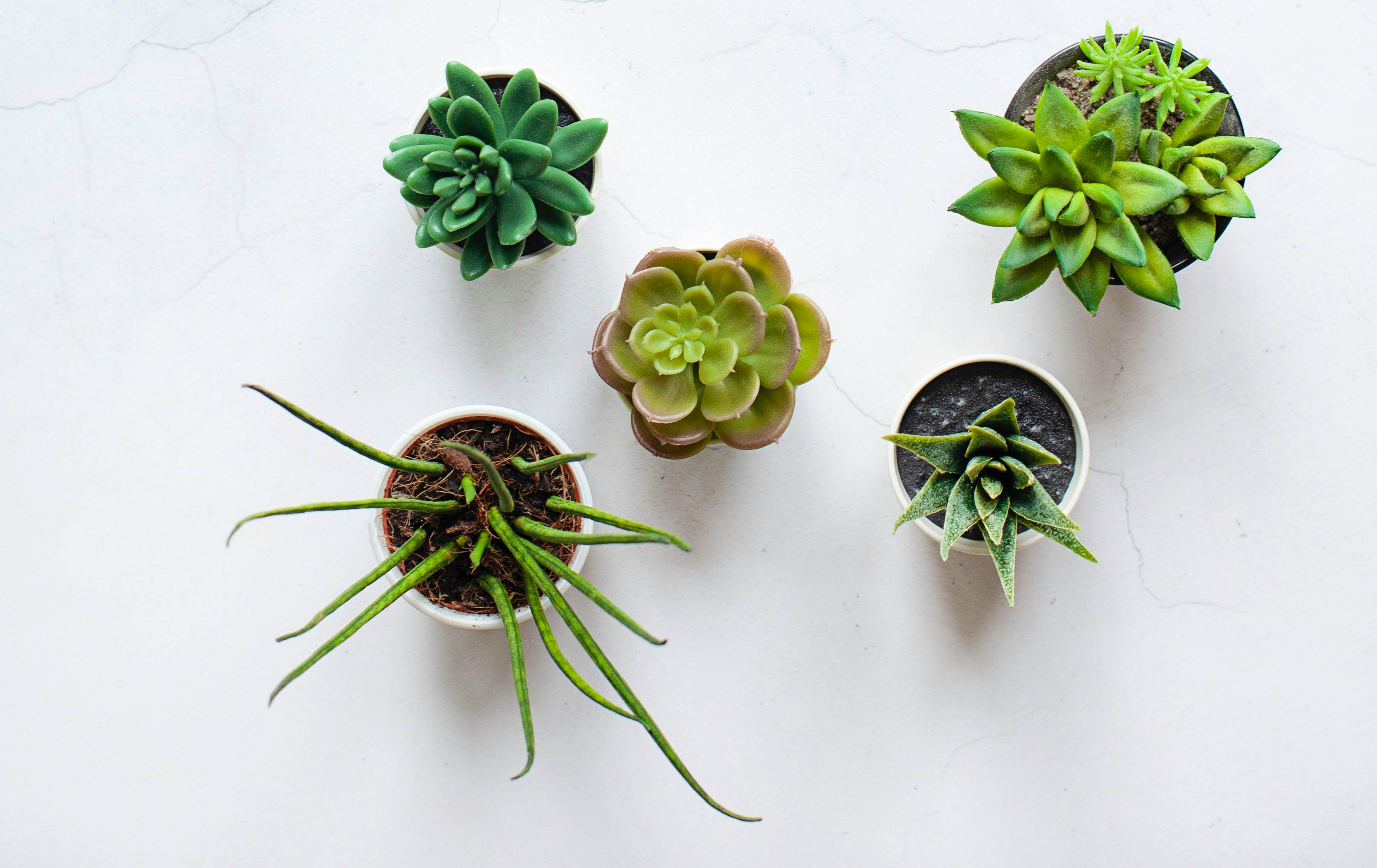 7-places-to-buy-house-plants-online-the-good-web-guide