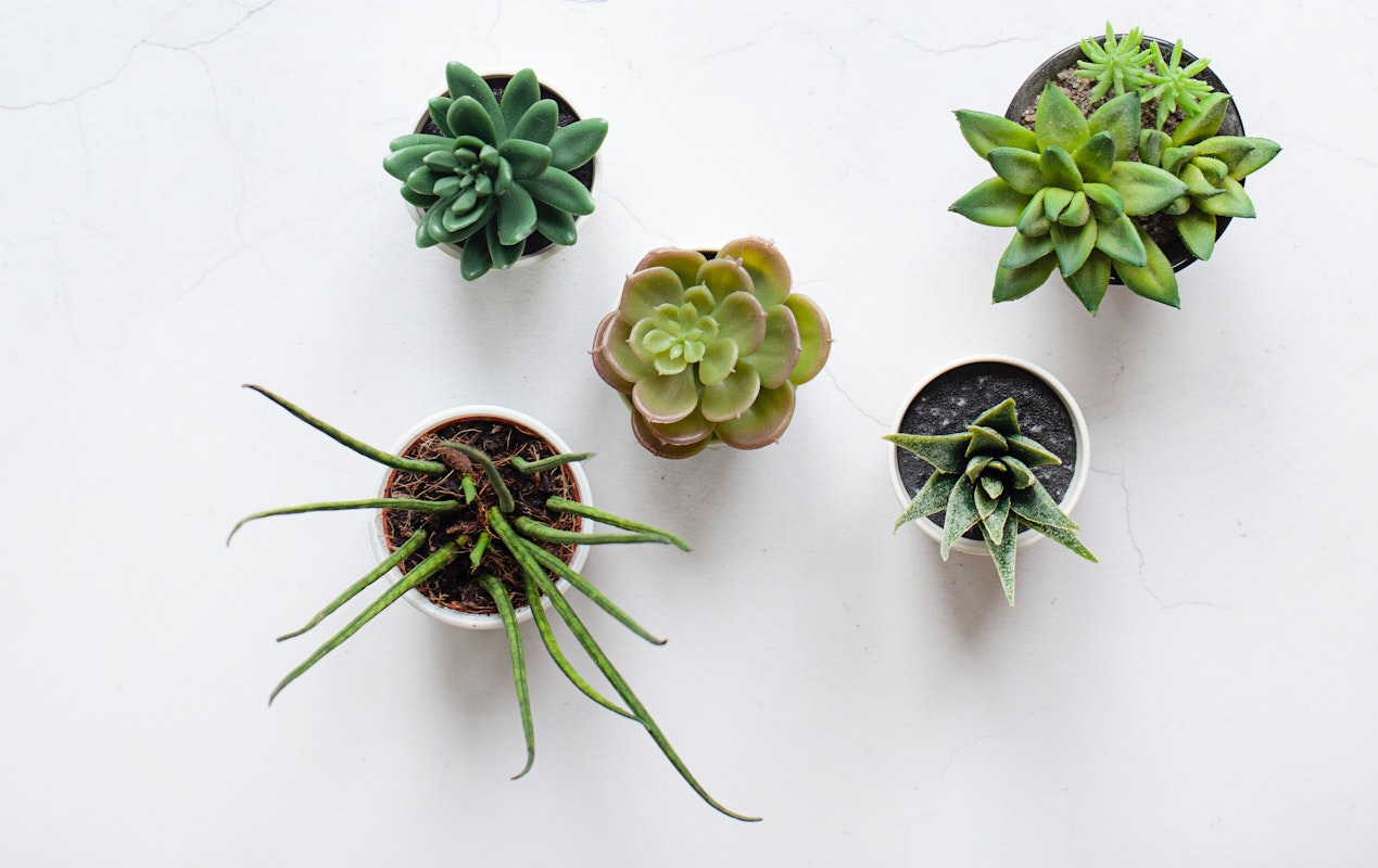 7 Places To Buy House Plants Online The Good Web Guide