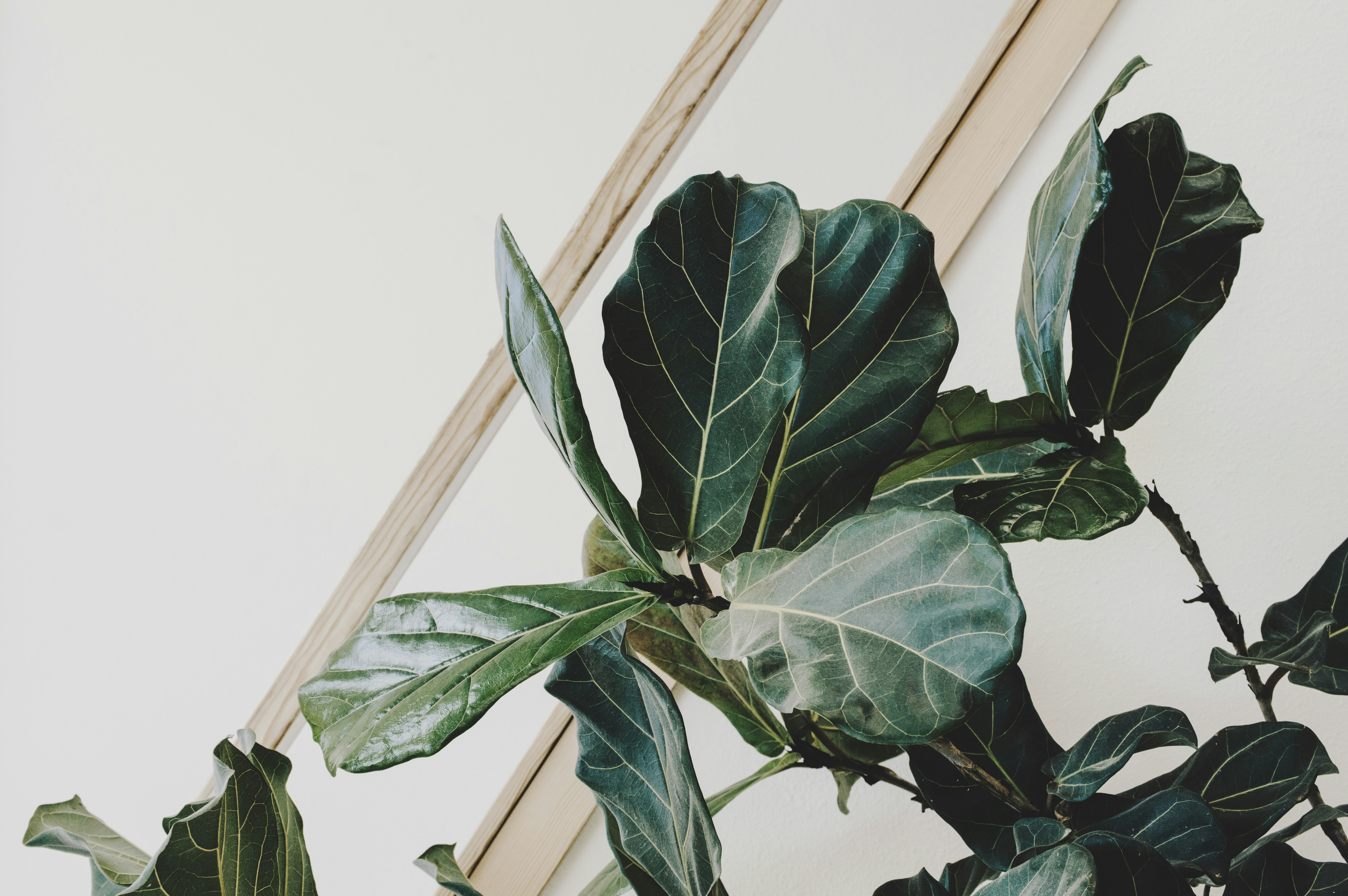 7 Places To Buy House Plants Online | The Good Web Guide