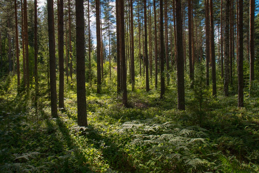 Best sites for Planting Trees