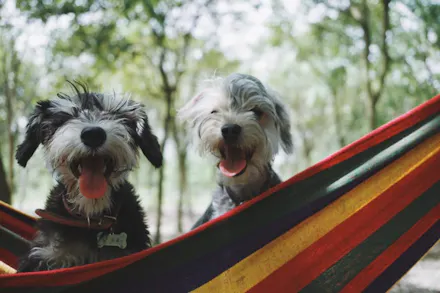 5 Dog-Friendly Holidays In The UK