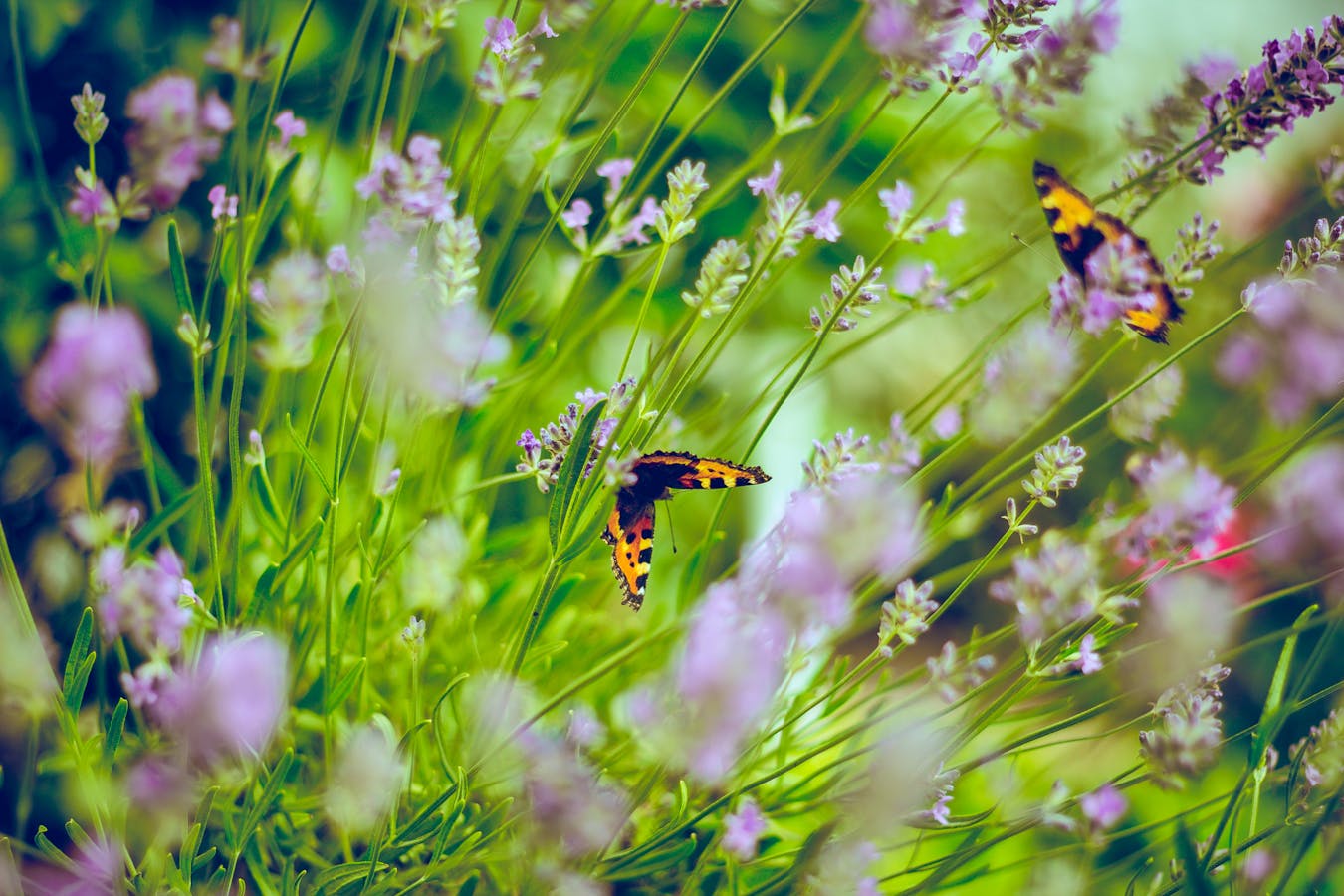 How To Create A Garden For Wellbeing