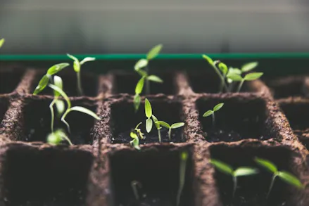 What To Plant In Your Garden Right Now