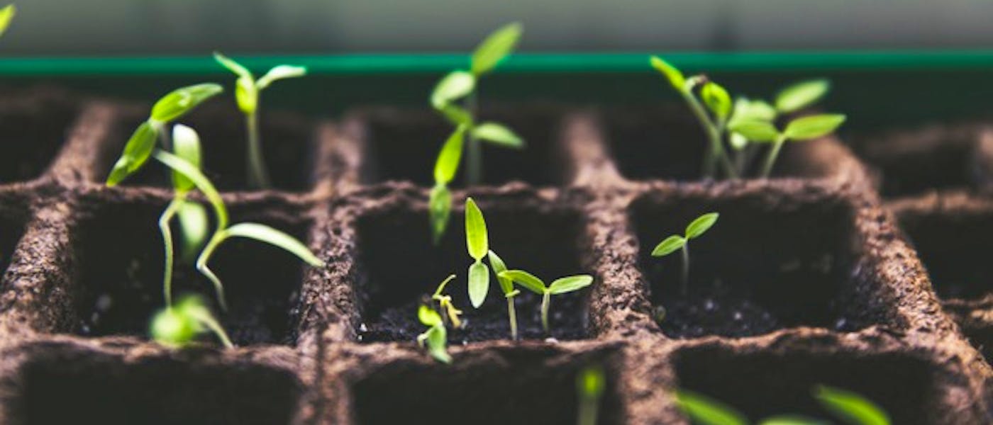 What To Plant April
