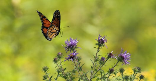 10 Nature Activities To Do With Kids