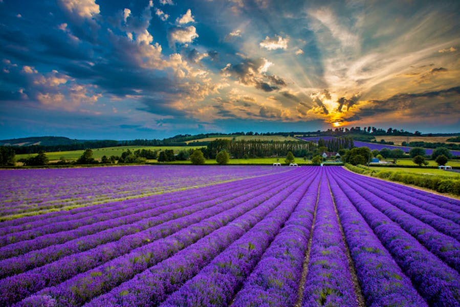 Lavender View Castle Farm