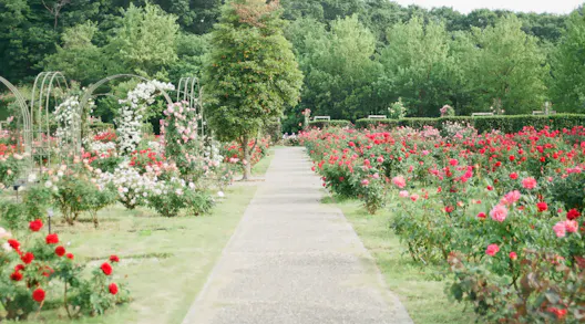 The Fragrant Best of Chelsea Flower Show Online