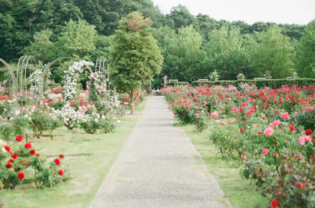The Fragrant Best of Chelsea Flower Show Online