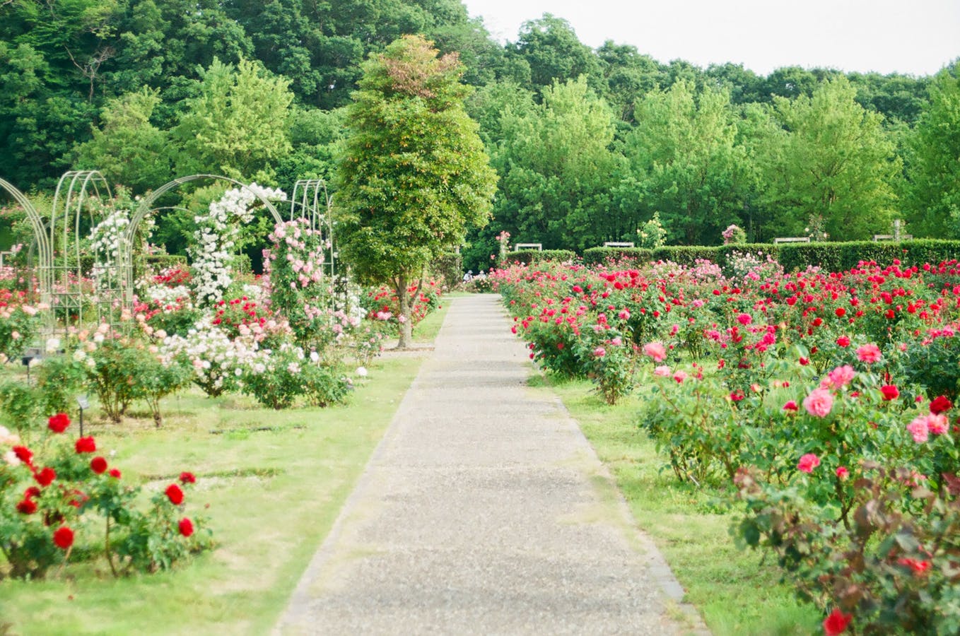 Best of Chelsea Flower Show Online