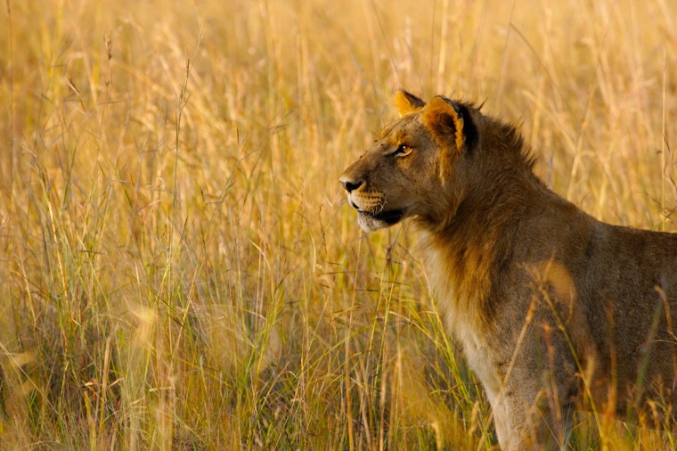 Kenya - Lioness