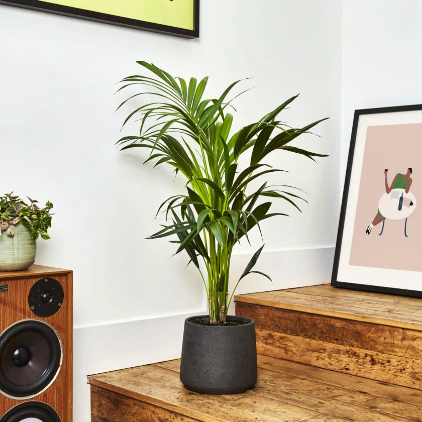 Patch Big Ken Plant, £50 – £140