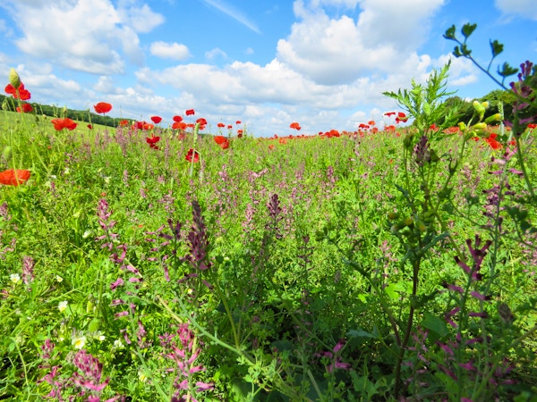 Wildflowers