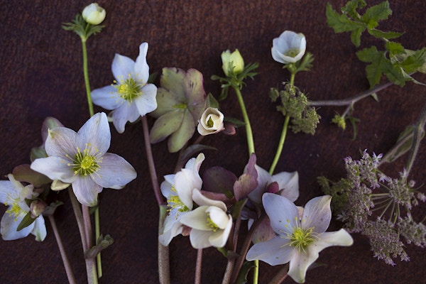 Aesme Flower Studio Style