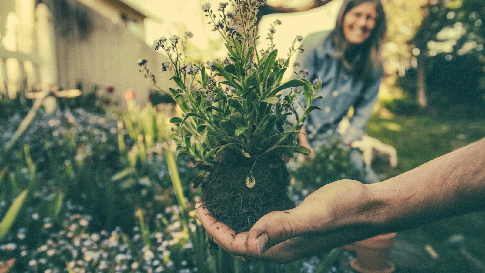 Best Sites For Gardening Beginners