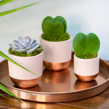 The Little Botanical