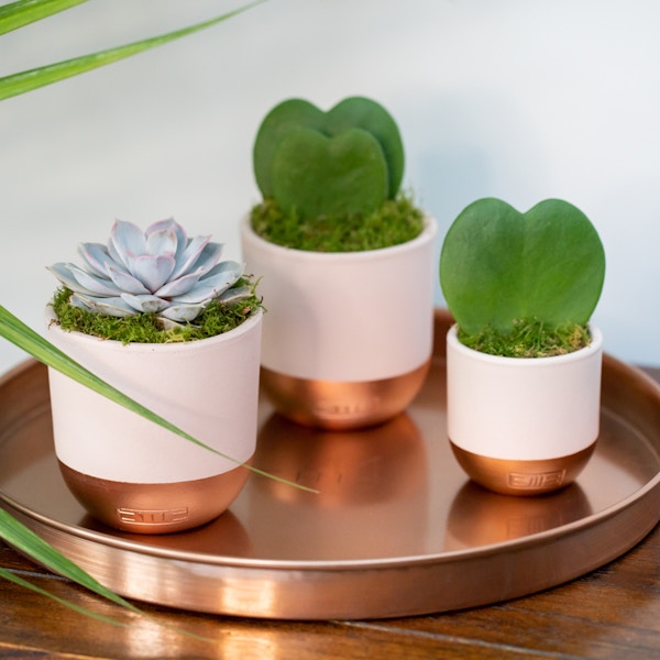 The Little Botanical Mother’s Day Succulent Gang, £39