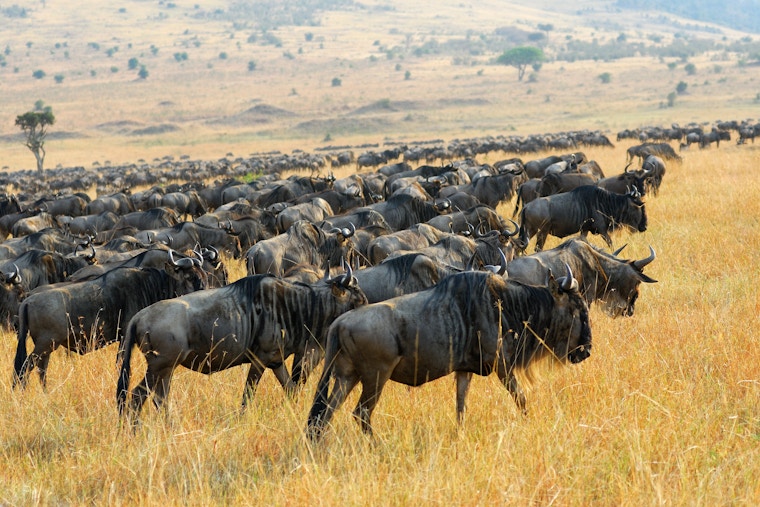 Wildebeest Herds In The Serengeti