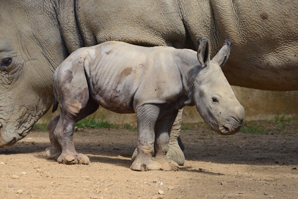 5. See Baby Rhino At Cotswold Water Park