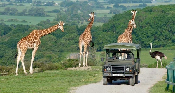 2a Go On Safari In Kent