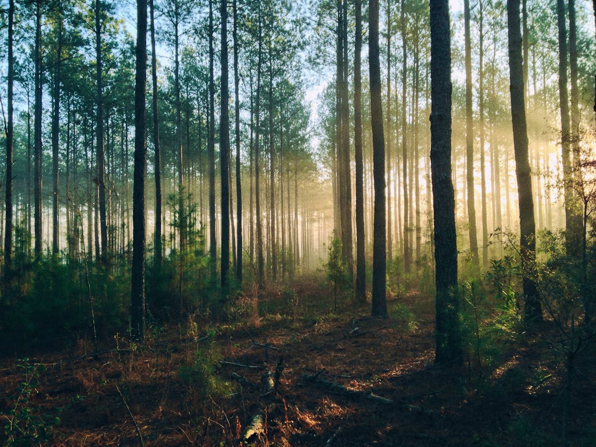 The Best Sites For Planting Trees