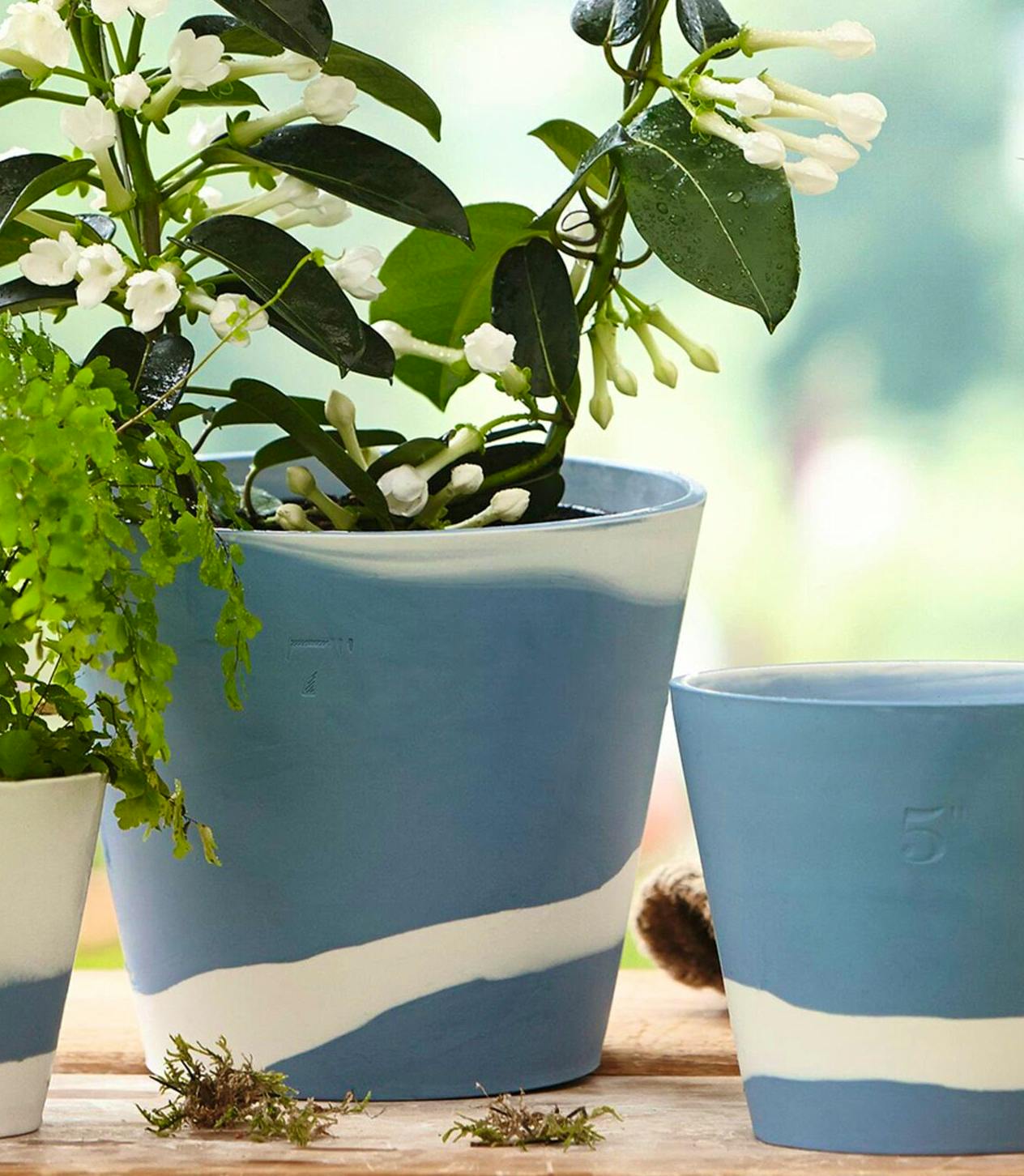 Wedgewood Burlington Plant Pot, £95