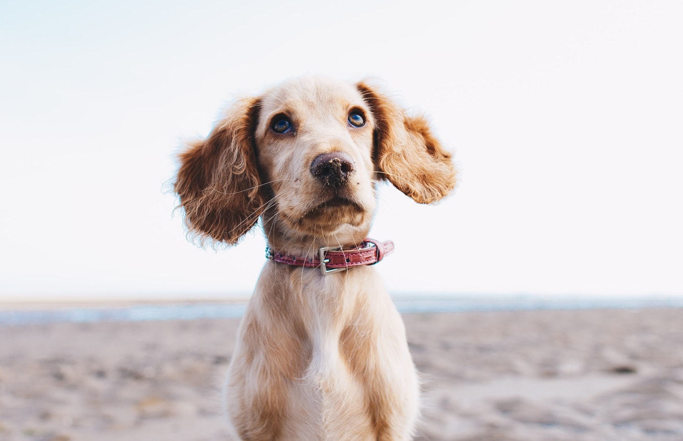 UK’s Top 10 Dog-friendly Holiday Destinations