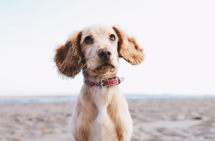 UK’s Top 10 Dog-friendly Holiday Destinations