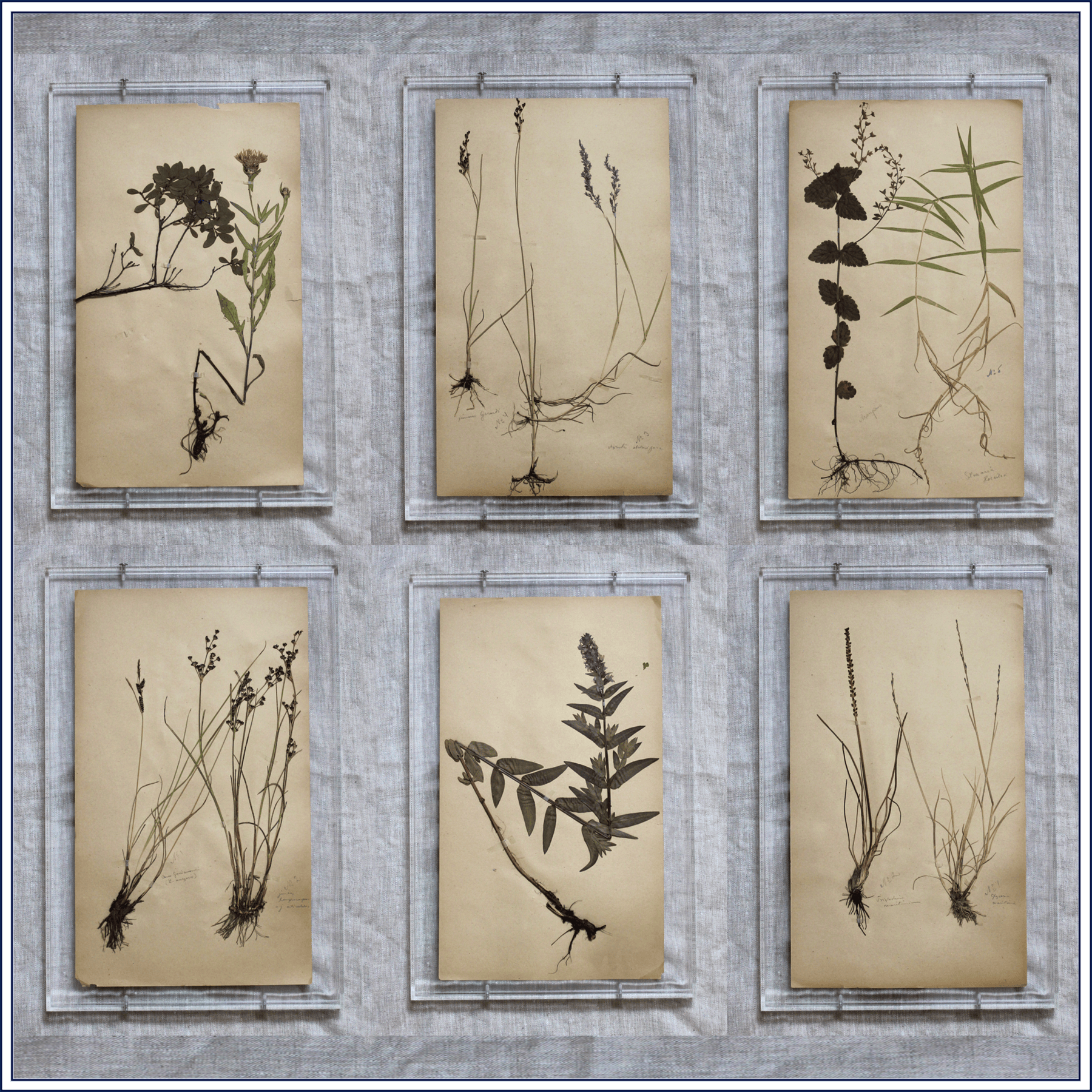 Matilda Goad Framed Botanical Prints, £840
