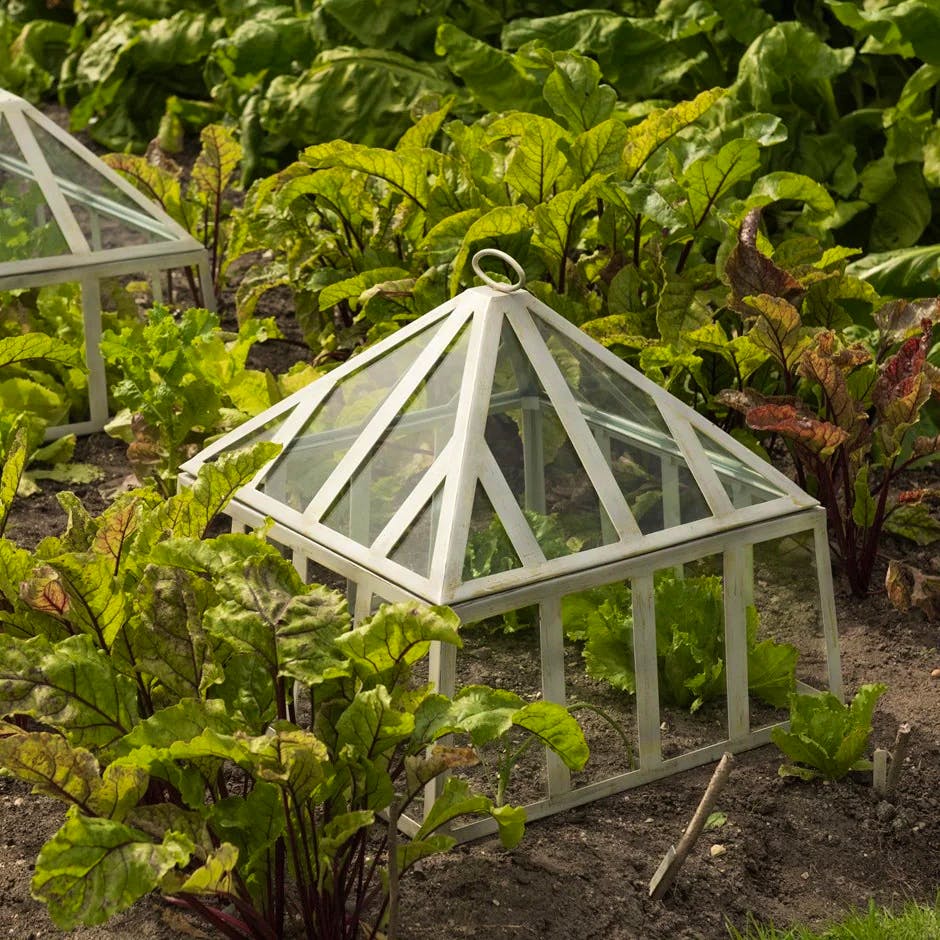 RHS Square Victorian Cloche, £125.99