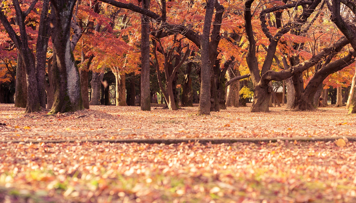Autumn Trees Natsuki-BhwzwIpTs4g-unsplash