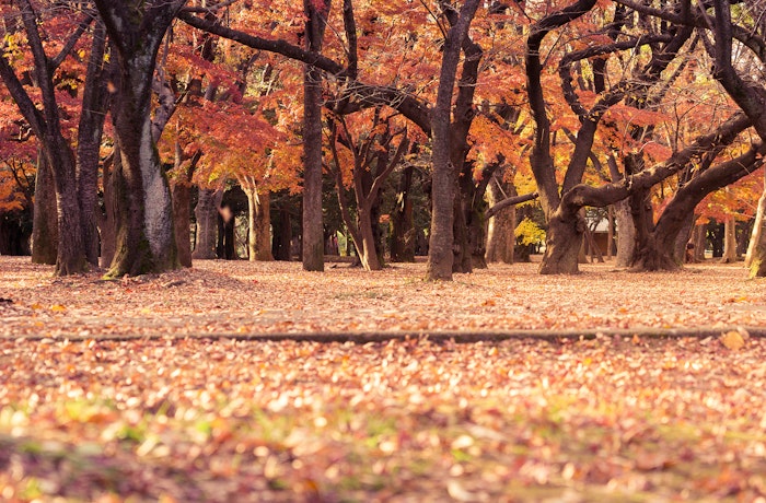 Autumn Trees Natsuki-BhwzwIpTs4g-unsplash