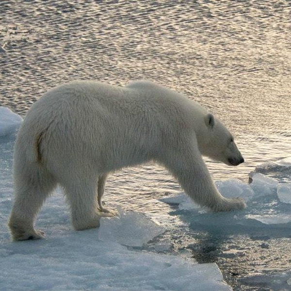 WWF Adopt A Polar Bear, from £3 a month