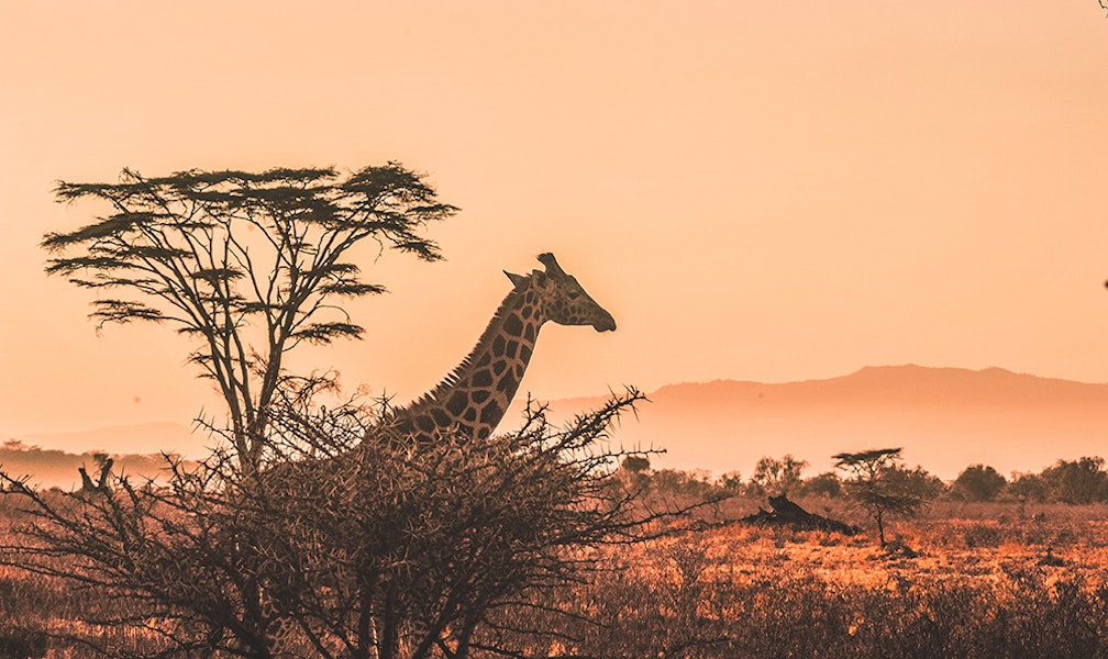 Travel To Kenya Visas And Covid Photo By Harshil-gudka Unsplash