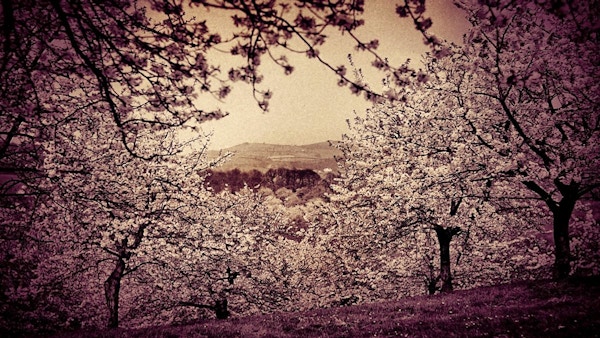 The Cherry Orchard