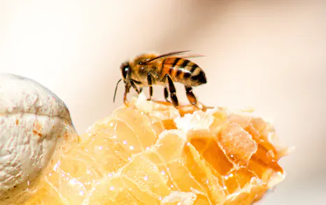 6 Of The Best British Honey Producers
