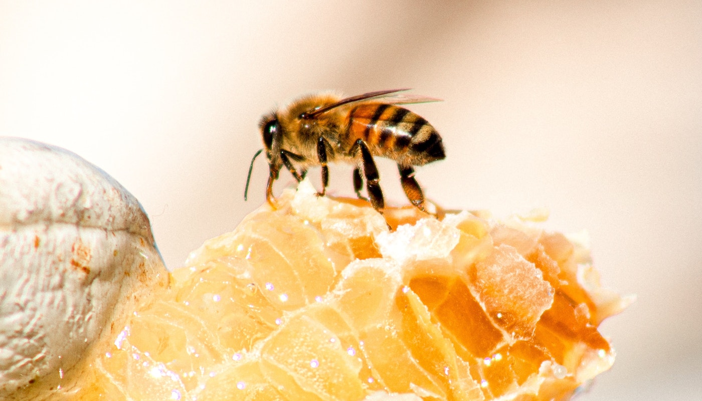 The Best British Honey Producers