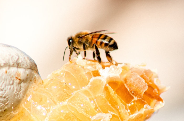 The Best British Honey Producers