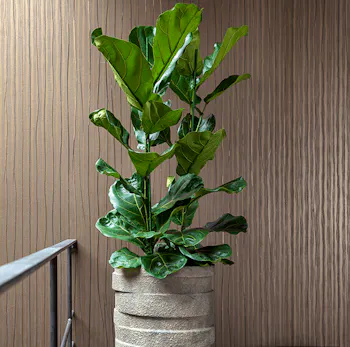 Plant Drop