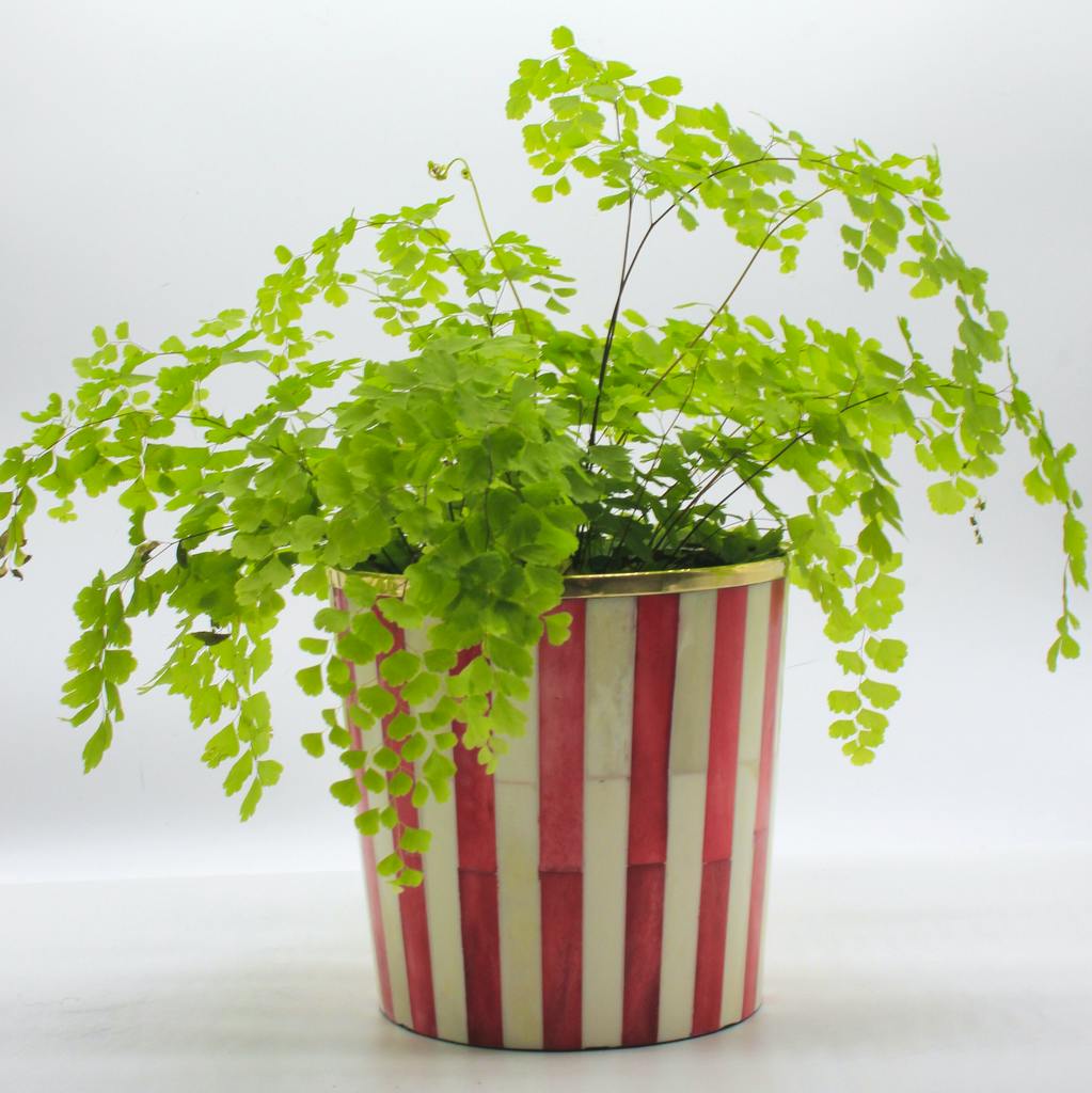 Tooka Red And White Striped Planter, £58